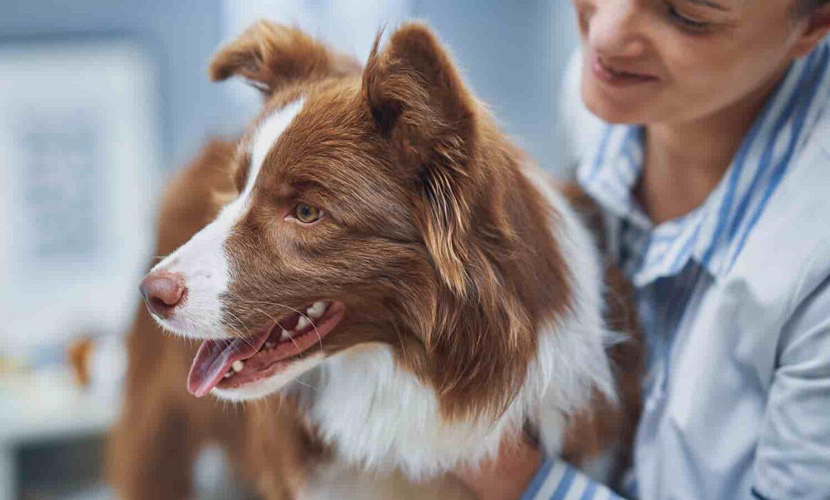 A dog is checked over by a veterinarian.